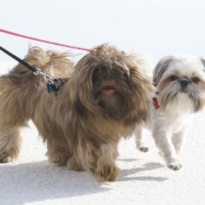 Meet your Posher, Sandy